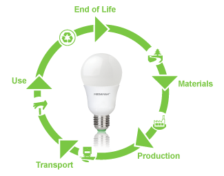 Life Cycle Of A Bulb 106